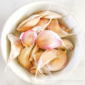 Lower Price Planting Garlic Farm Supply